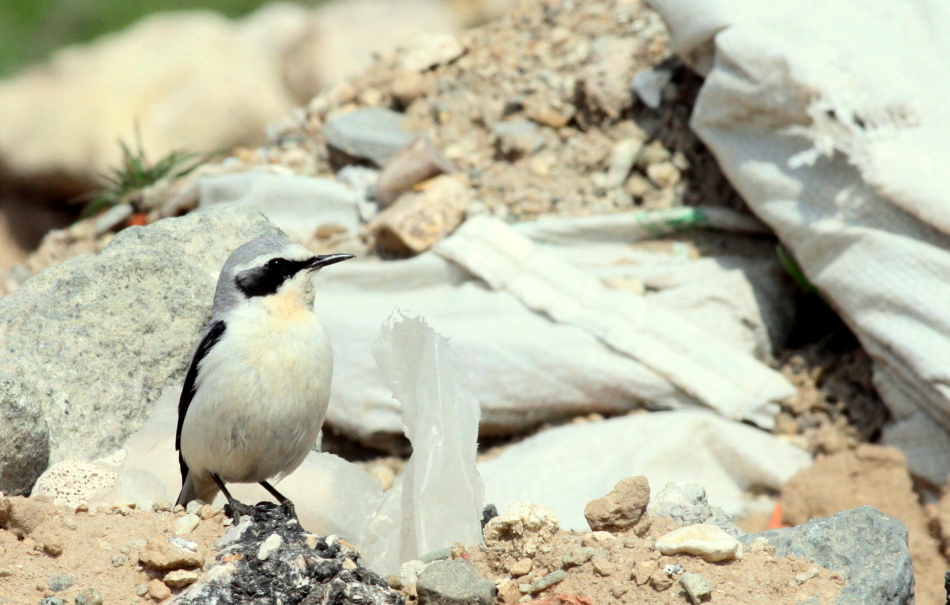 Northern Wheatear