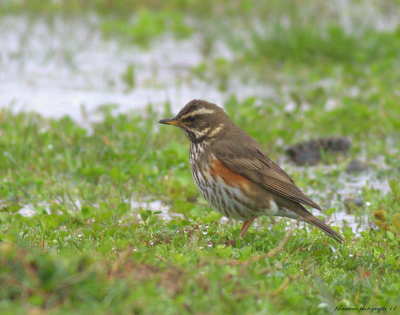 Redwing
