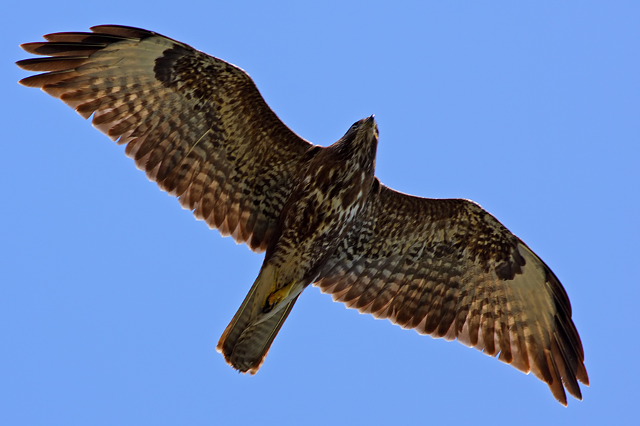 Common Buzzard
