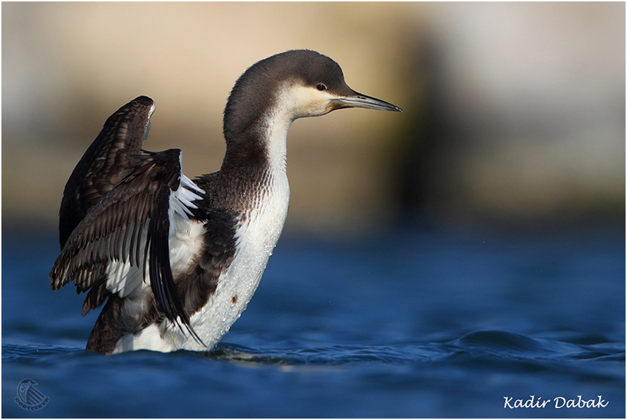 Black-throated Loon