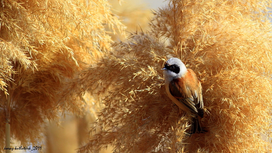 Eurasian Penduline Tit