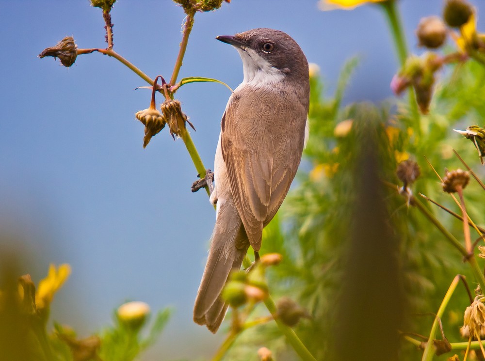 Eastern Orphean Warbler