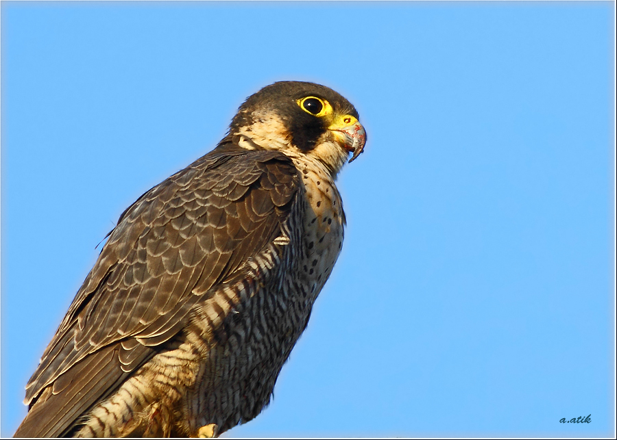 Peregrine Falcon