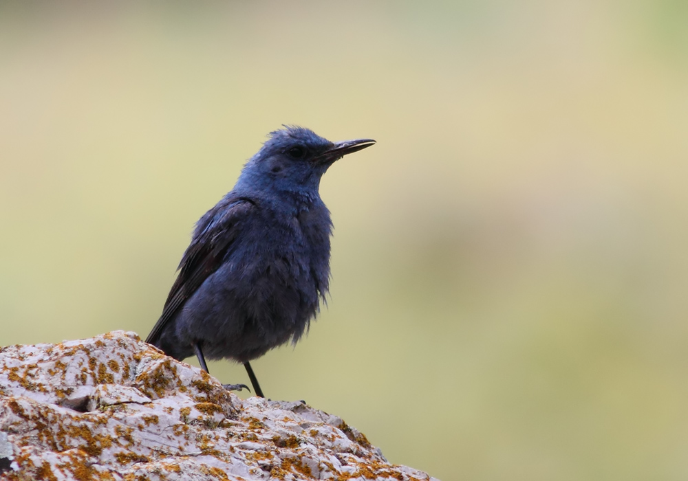 Blue Rock Thrush