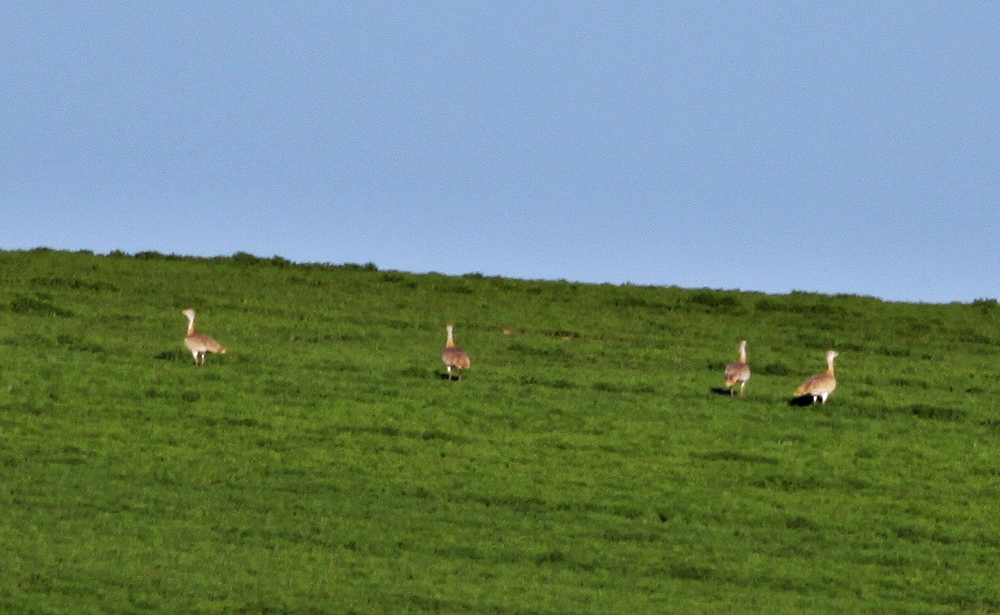 Great Bustard