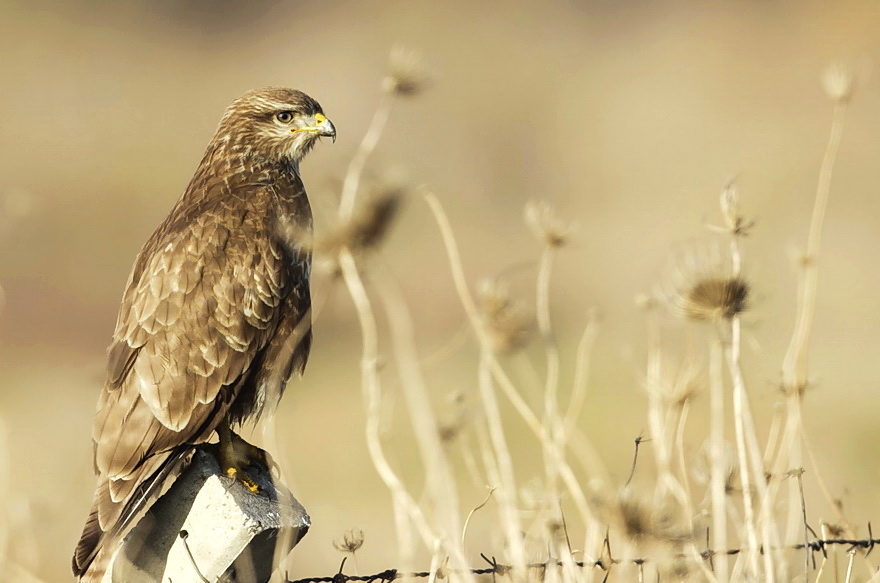 Common Buzzard
