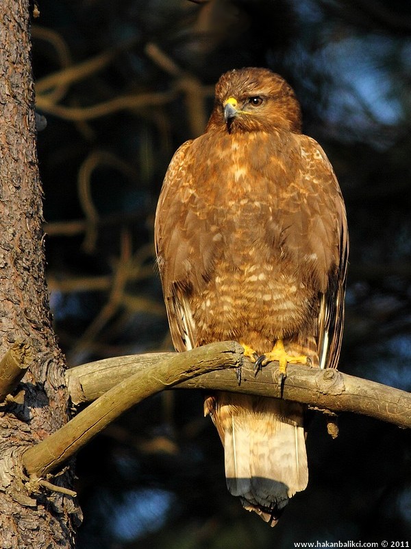 Common Buzzard