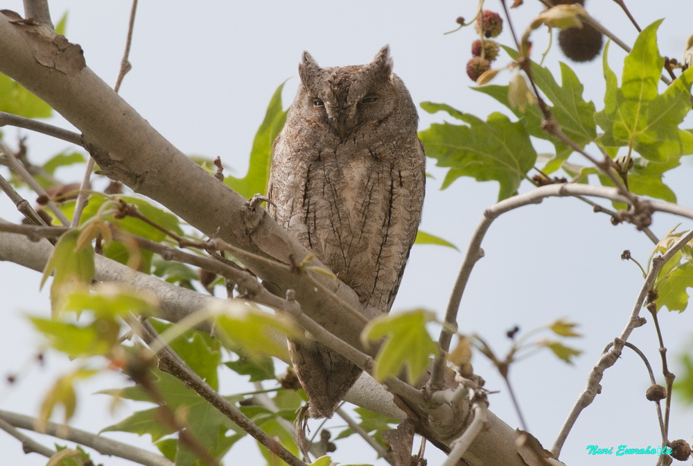 Eurasian Scops Owl