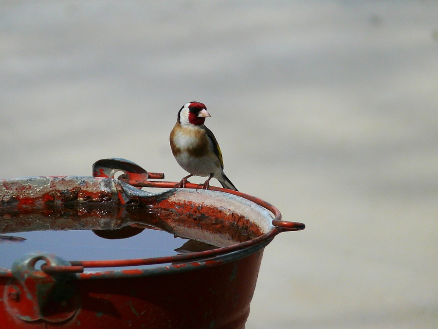 European Goldfinch