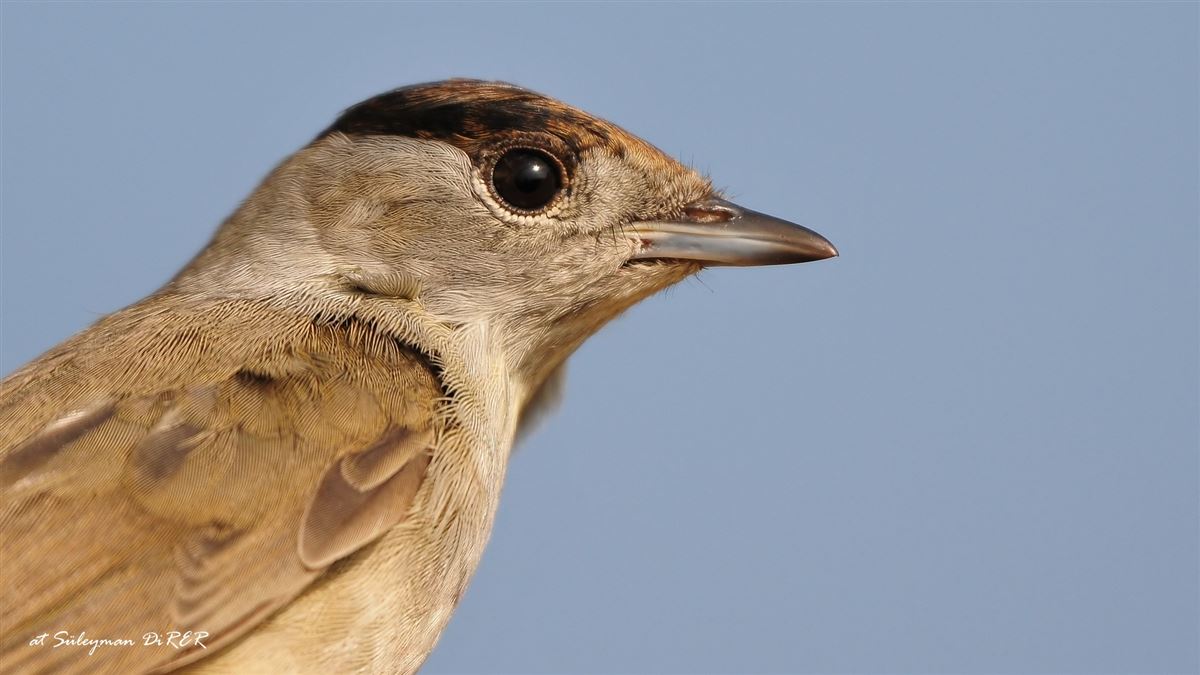 Eurasian Blackcap