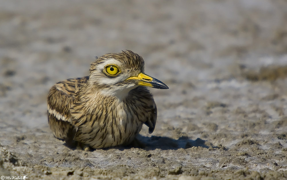Eurasian Stone-curlew