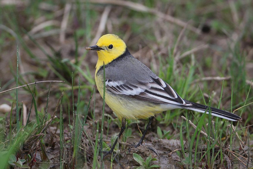 Citrine Wagtail