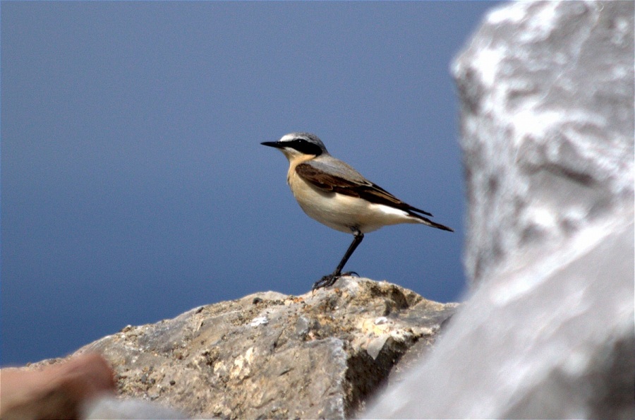 Northern Wheatear