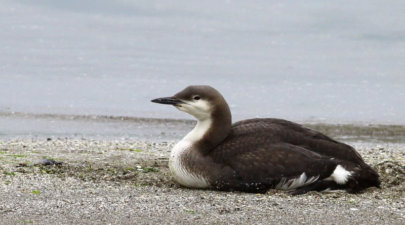 Black-throated Loon