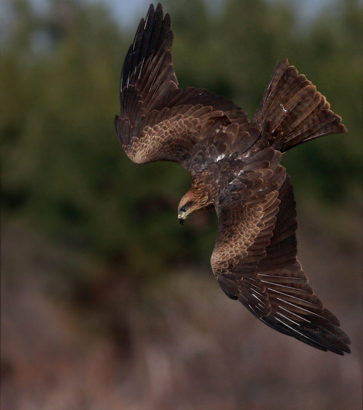 Black Kite