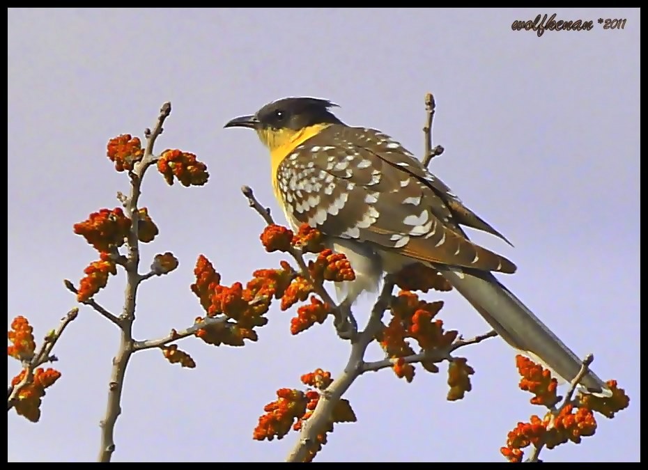 Great Spotted Cuckoo