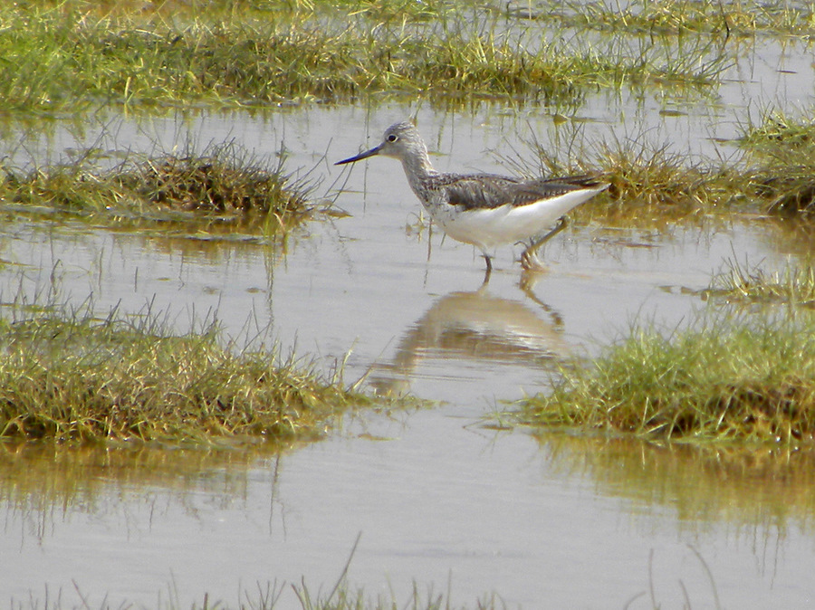 Common Greenshank