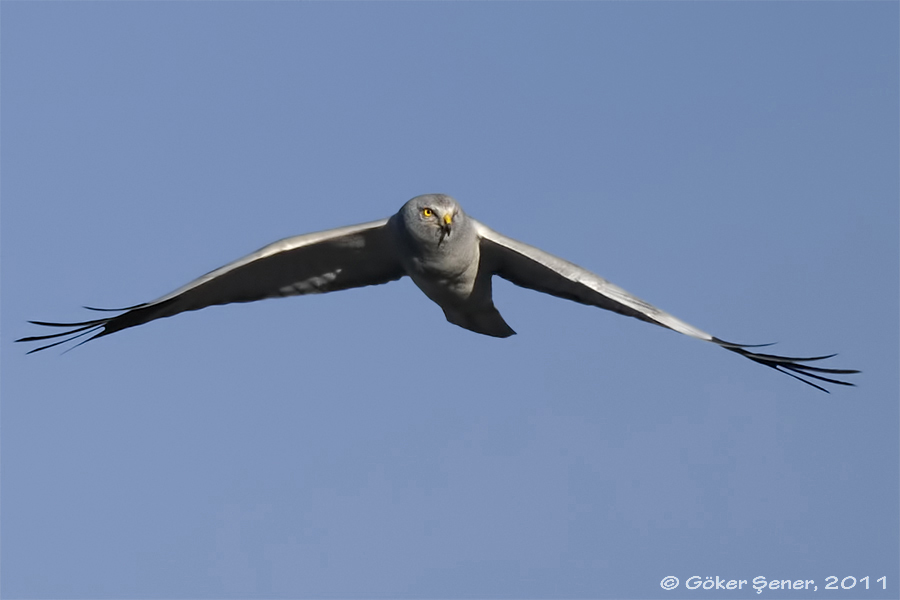 Hen Harrier