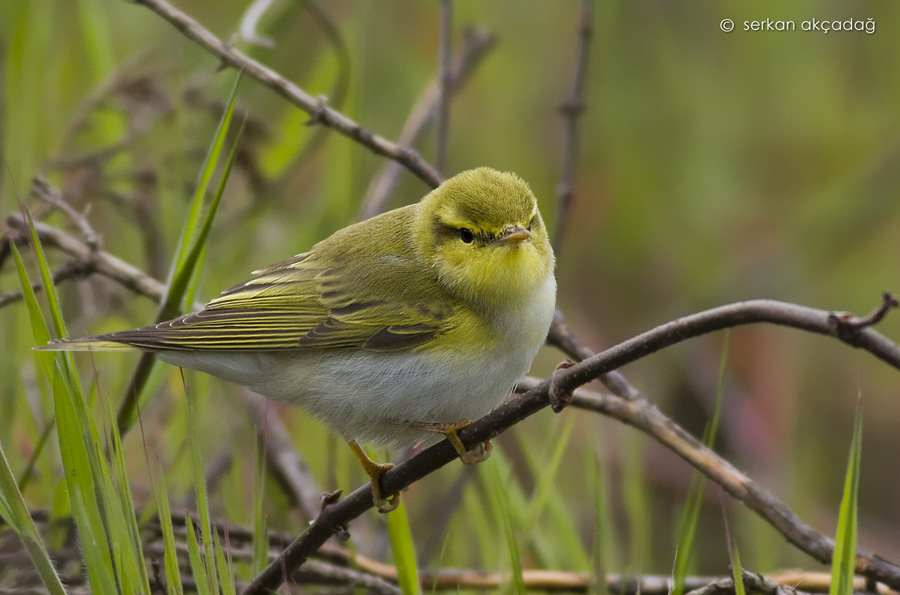 Wood Warbler