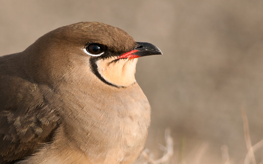 Collared Pratincole