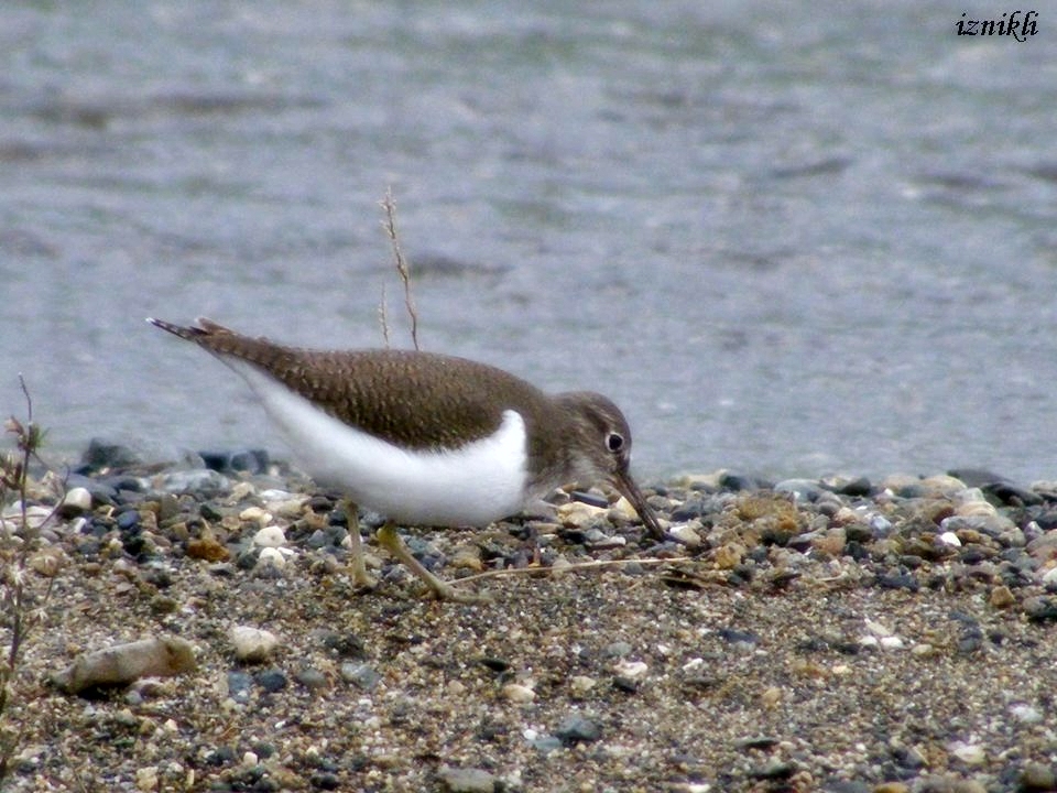 Common Sandpiper