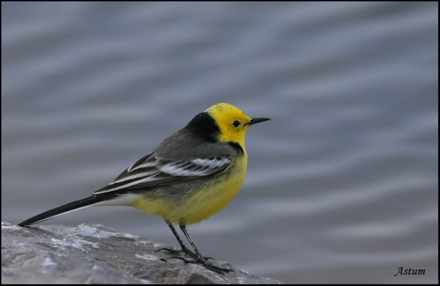 Citrine Wagtail