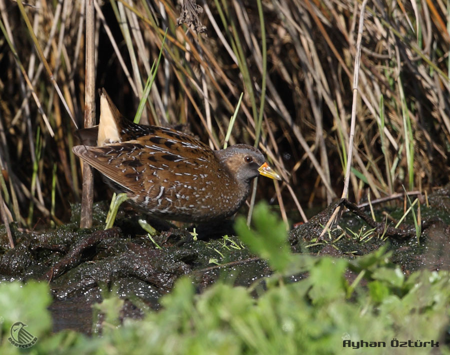 Spotted Crake