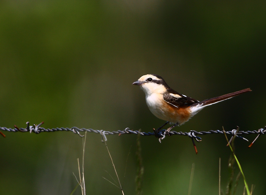 Masked Shrike