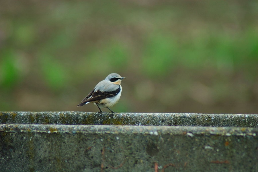 Northern Wheatear