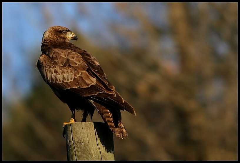 Common Buzzard