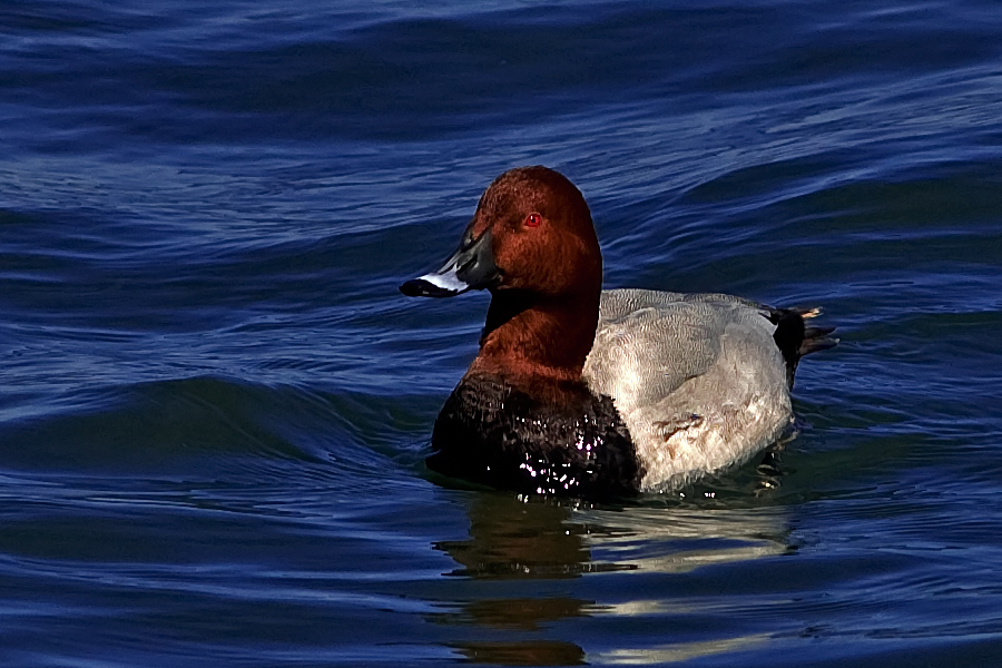 Common Pochard