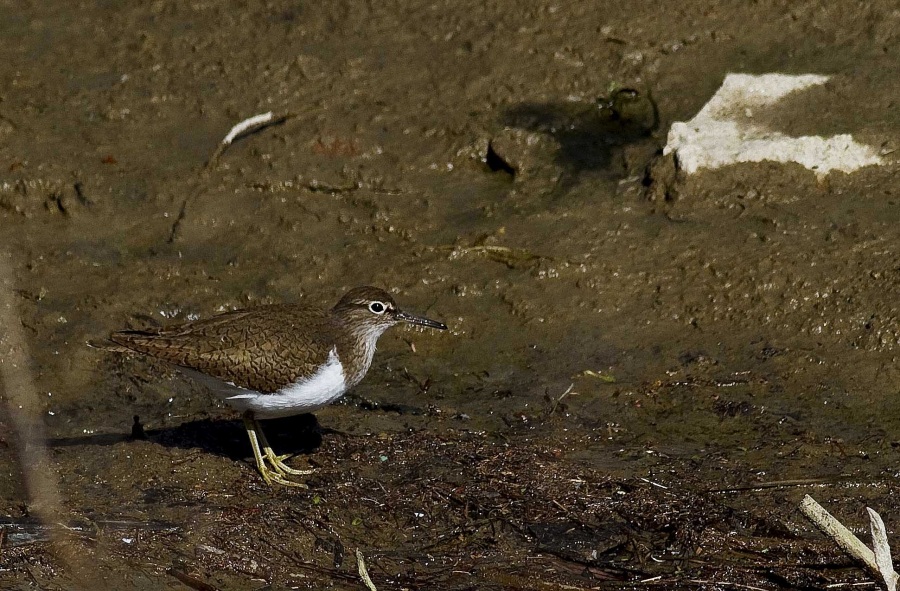 Common Sandpiper