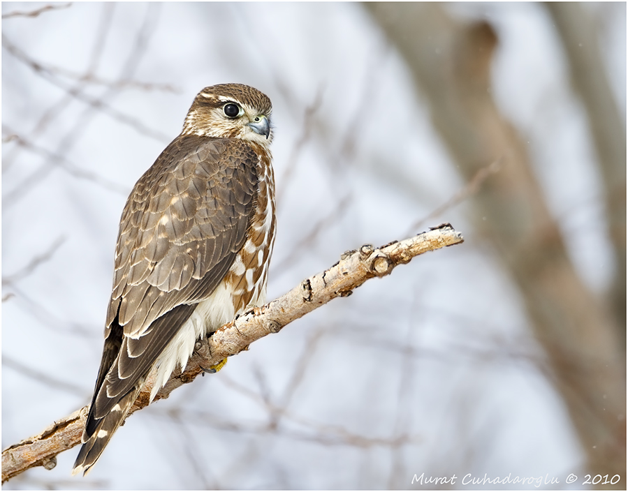 Merlin