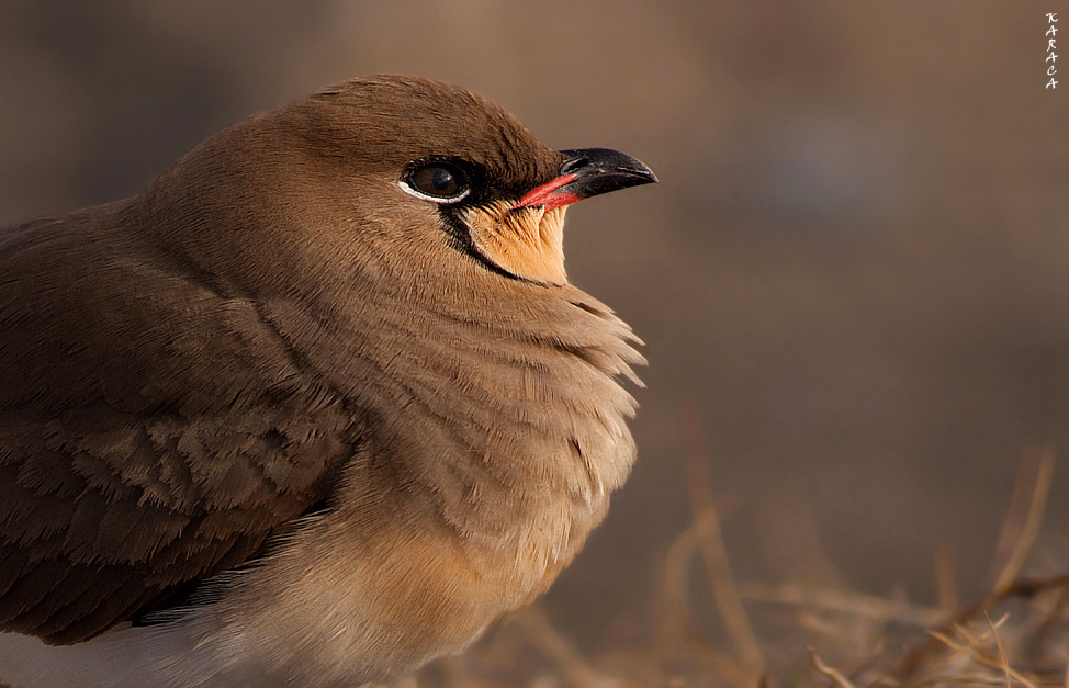 Collared Pratincole