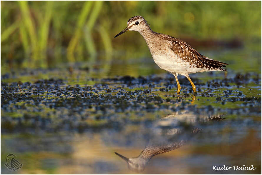 Wood Sandpiper