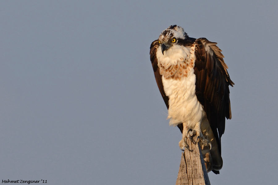 Osprey