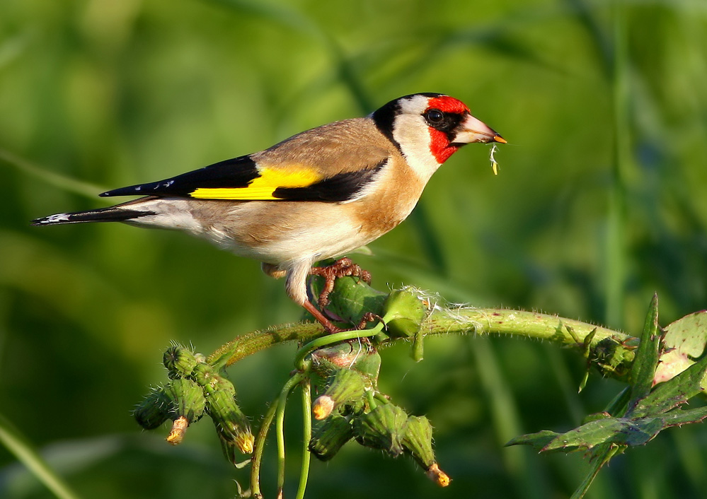 European Goldfinch