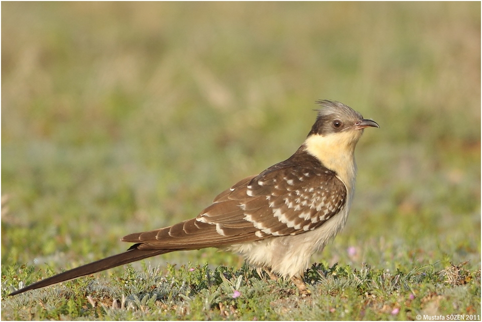 Great Spotted Cuckoo