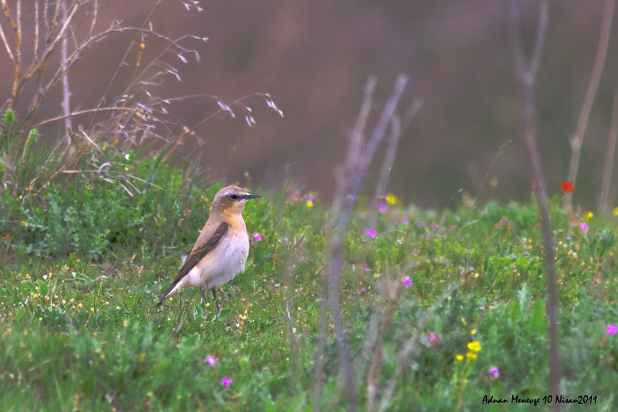Northern Wheatear