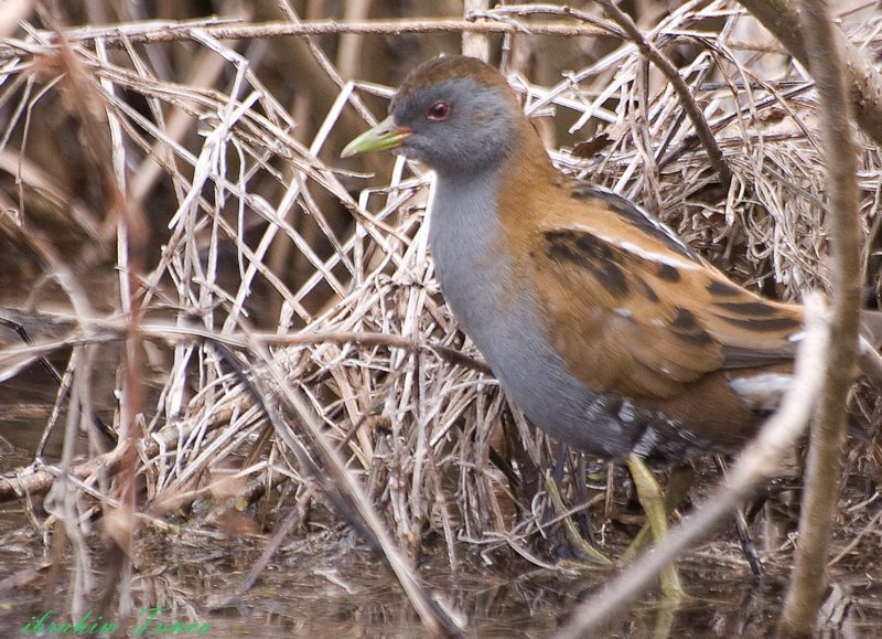 Little Crake