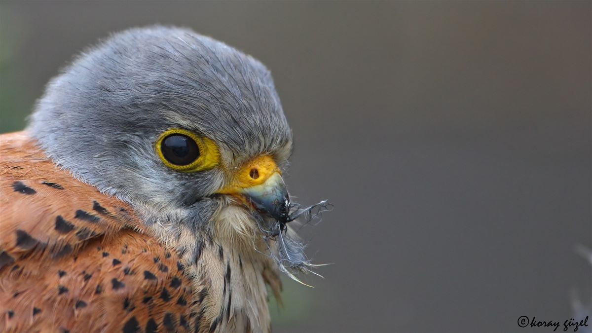 Common Kestrel