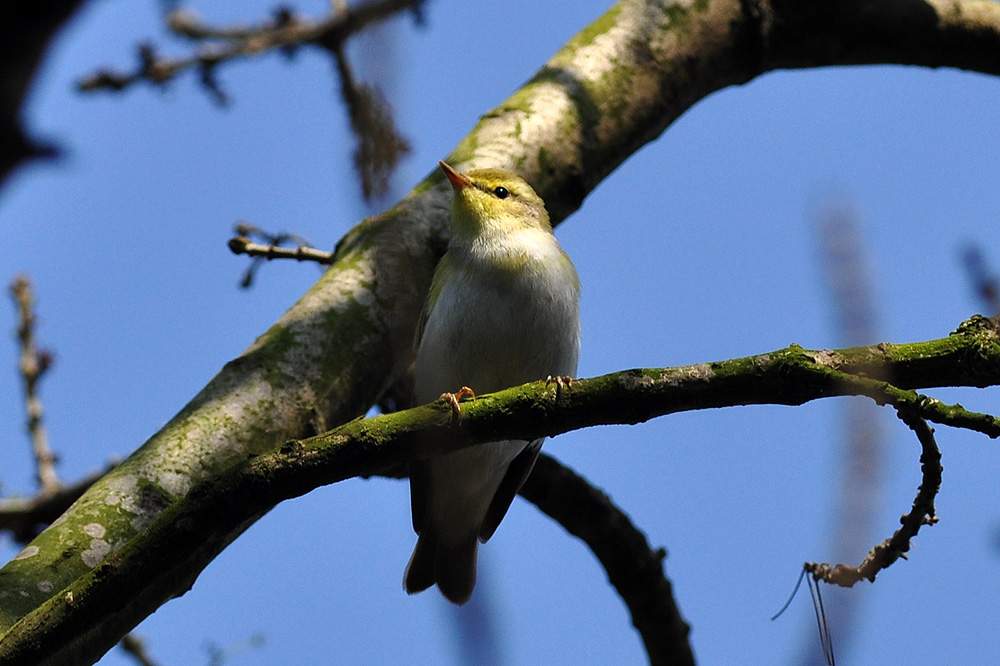 Wood Warbler