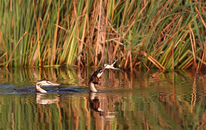 Great Crested Grebe