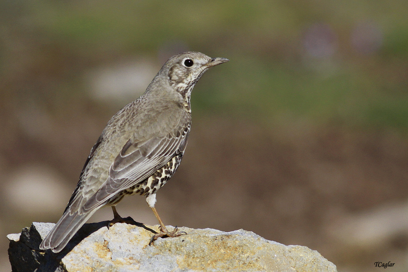 Mistle Thrush