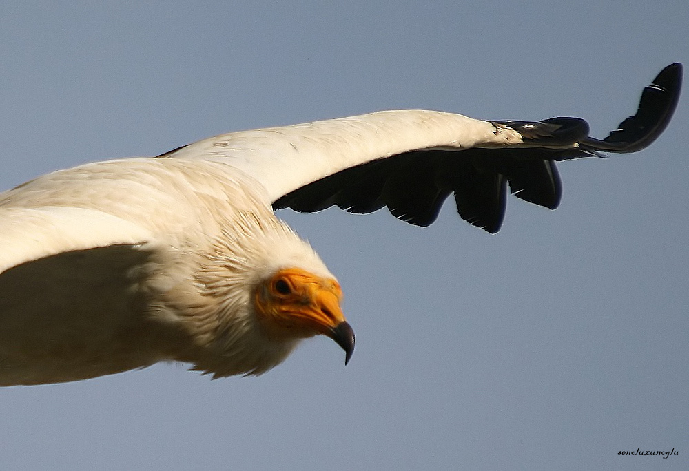 Egyptian Vulture