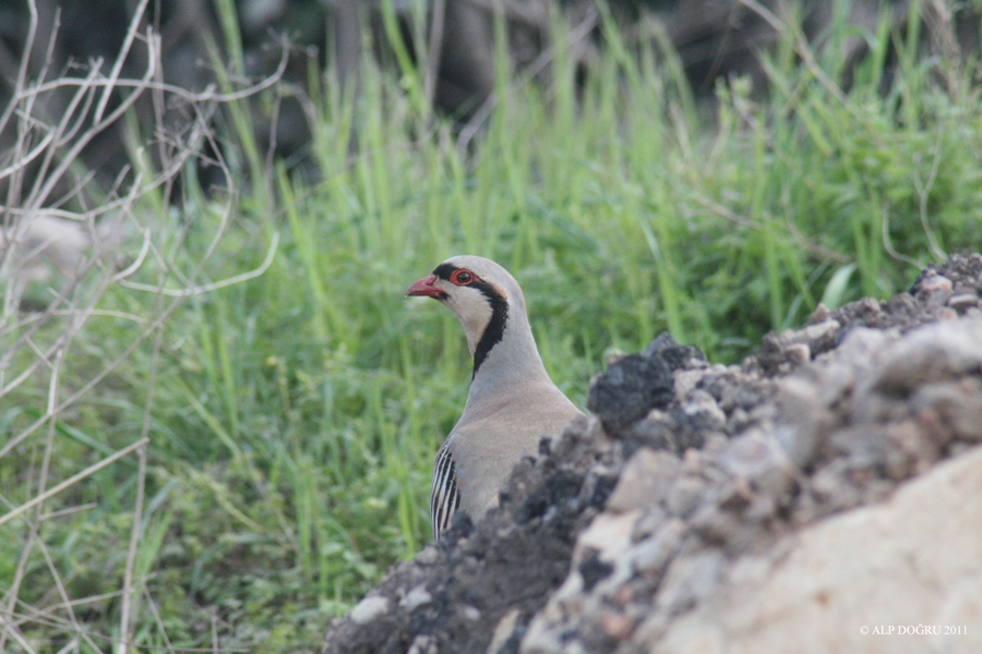 Chukar Partridge