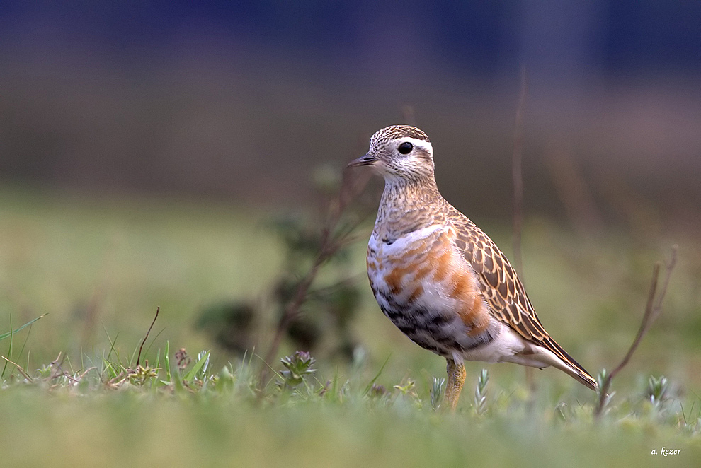 Eurasian Dotterel
