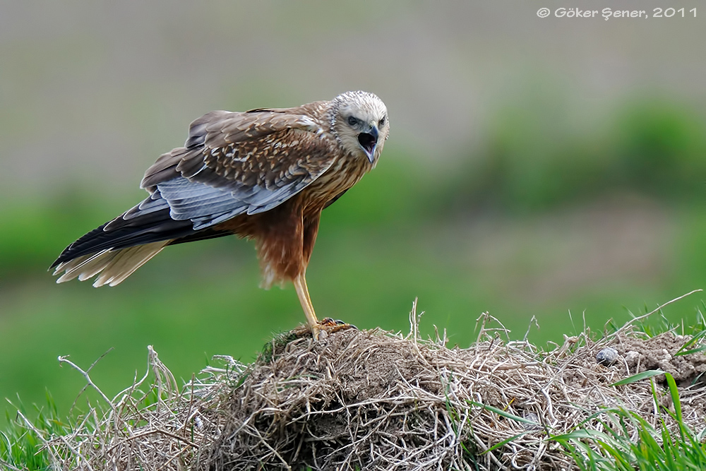 Western Marsh Harrier