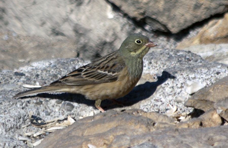 Ortolan Bunting