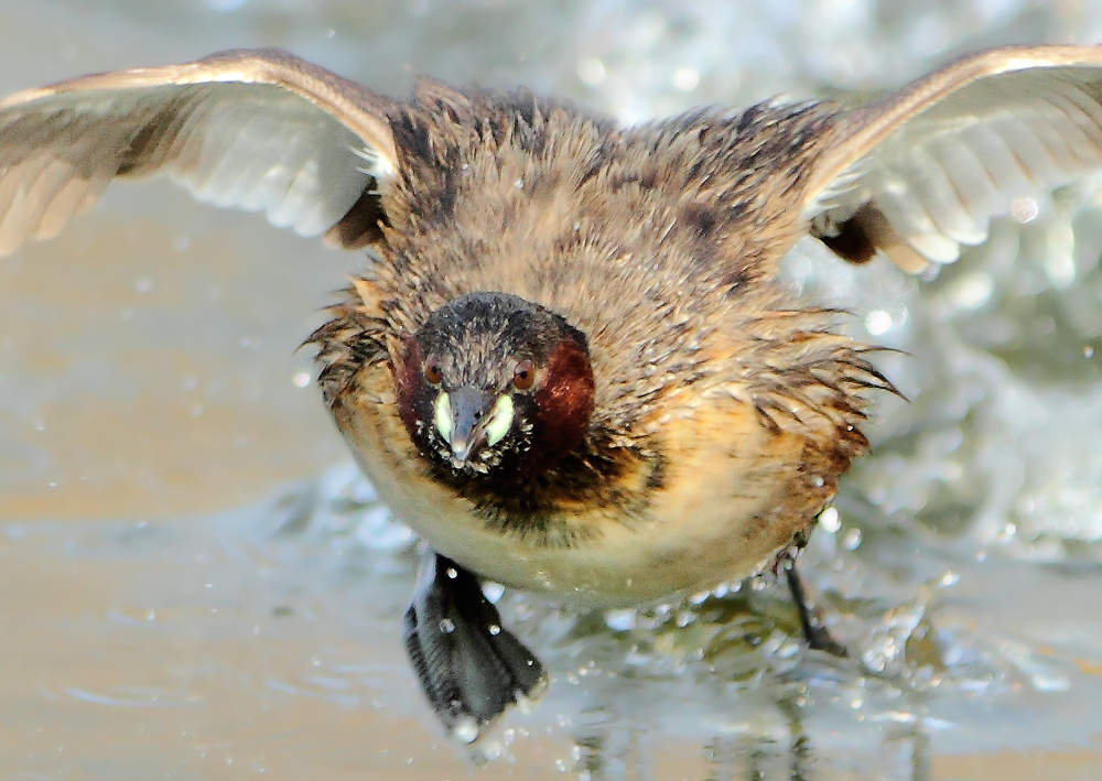 Little Grebe